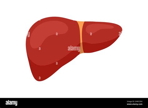 Healthy human liver. Vector reversible exocrine gland internal organ