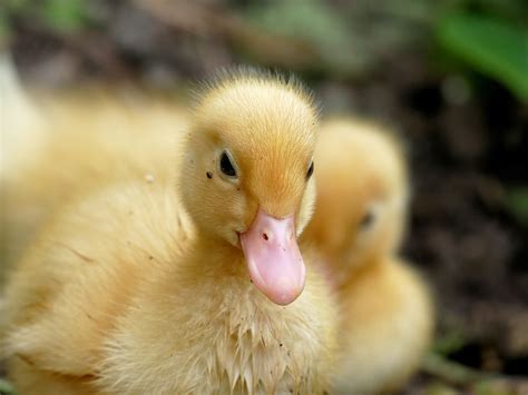 ducklings pets  foodcom