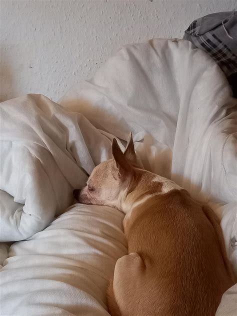 Snuggle sesh with tinks : r/chiuauaha