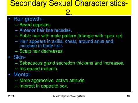 male reproductive system powerpoint