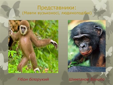 Ряд примати - презентация онлайн