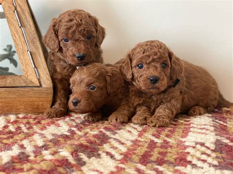 Are Goldendoodle The Most Intelligent Dogs