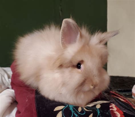 double mane lionhead rabbits rabbits  sale