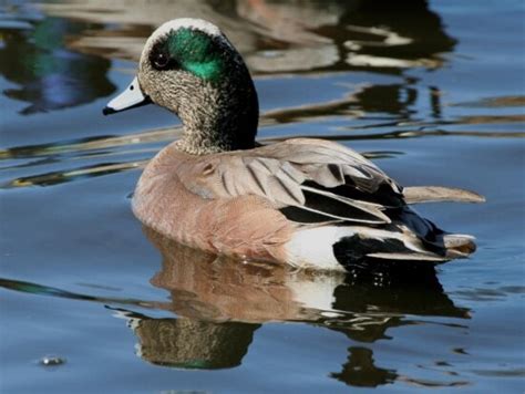 imagen gratis anas platyrhynchos pato silvestre aves de sexo
