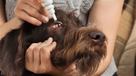 how to treat a stye on a dog