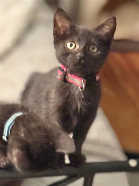 sioux city animal shelter 2