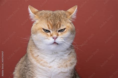 angry british shorthair cat looking displeased folding back ears Stock ...