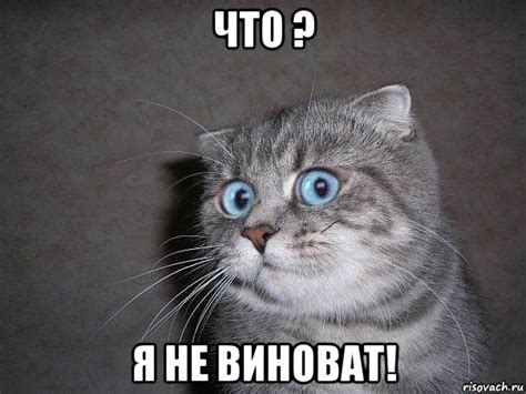 что ? я не виноват!, Мем удивлённый кот - Рисовач .Ру