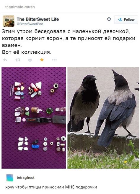 Вороны, такие вороны.. » Развлекательный портал Sivator приколы, юмор ...
