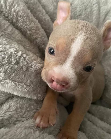Pup Labeled 'The Ugliest Dog' Struggled In Life Until He Met Someone ...
