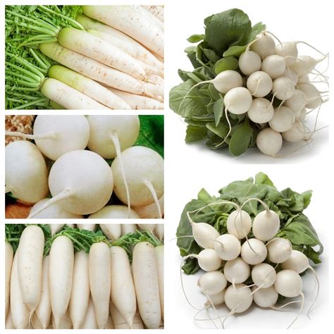 White radish - seeds of 5 vegetable plant varieties – Garden Seeds ...