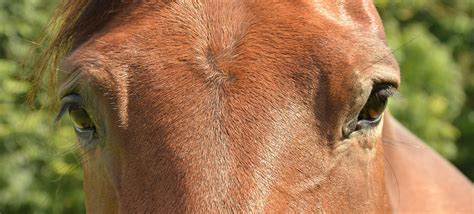 horse eye  photo  pixabay pixabay