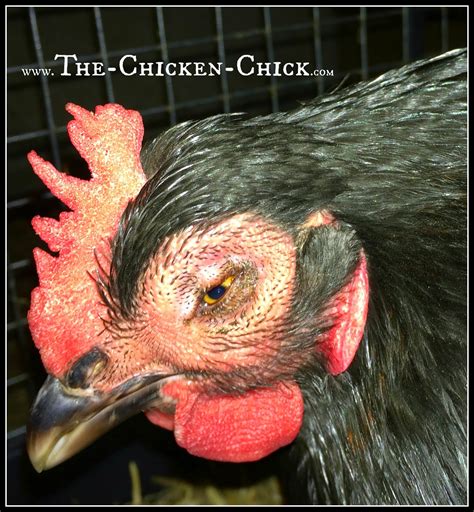Can Backyard Chickens Get Avian Flu at Ruth Sapp blog