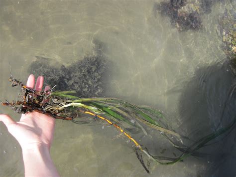 Eelgrass Restoration in Morro Bay Spring 2017