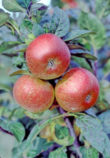 shinfield seedling apple  standard mm grow fruit trees