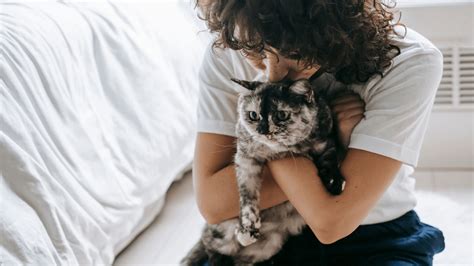 pet insurance  senior cats  odie