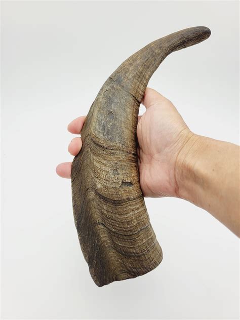 🐐 Introducing GOAT horn dog chew: the ultimate chew – Mongolian Chews