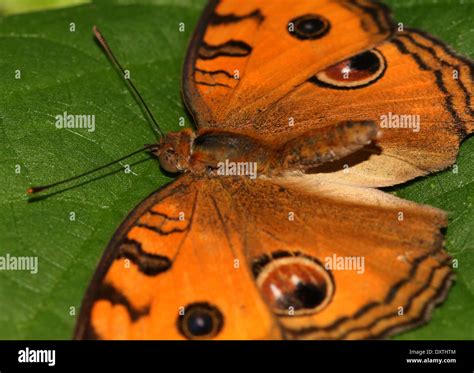 Peacock Pansy butterfly (Junonia almana Stock Photo - Alamy