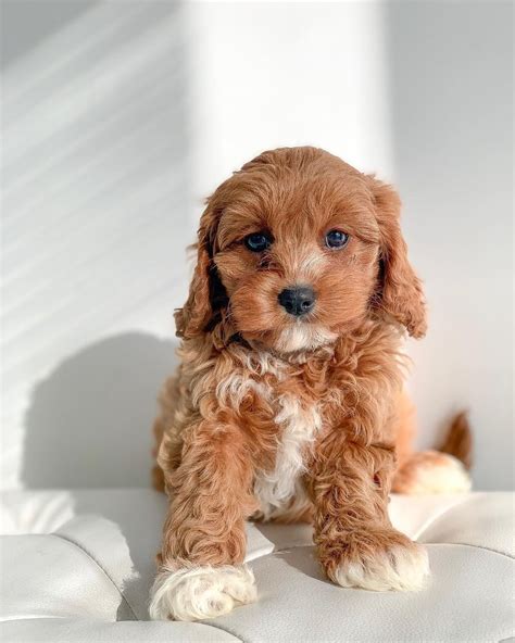 cute cavoodle puppy cachorro animais