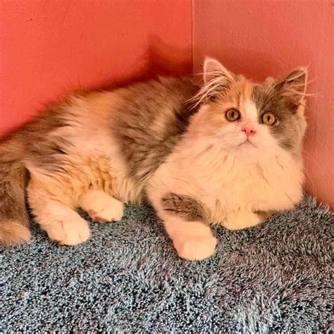 Wavemakers Selkirk Rex Cats | Ocala FL