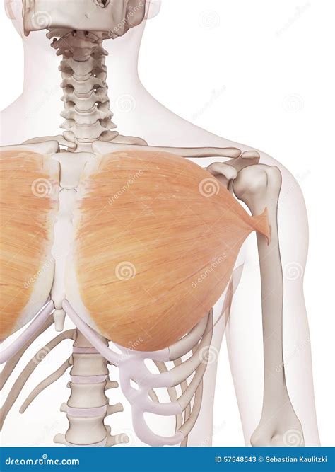 Pectoralis Major Muscle. Muscles Of Chest, Thorax, Brisket, Breast