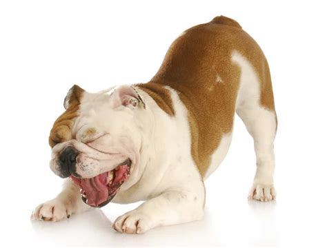 how to help dog coughing after surgery