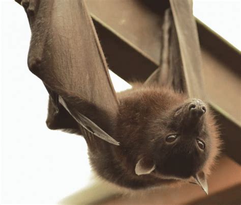 bat gifs gifdbcom