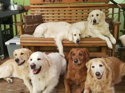 Are Golden Retrievers Good House Dogs