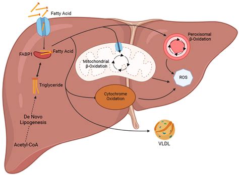 A Review of Defatting Strategies for Non-Alcoholic Fatty Liver Disease