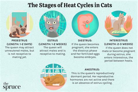 The Natural Behaviors of Cats in Heat: Understanding Their Mating