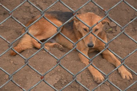 images fence sweet cute charity player  sad animals