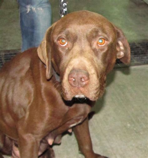 lee county animal shelter 7