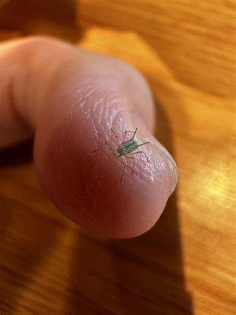 Tiny Bug Guy Hanging out. Named Him Jim. : r/tinyanimalsonfingers