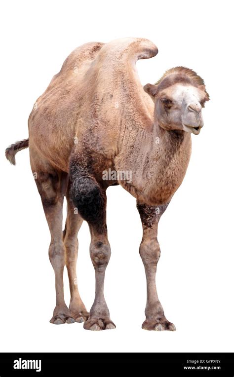 Camel safari egypt Cut Out Stock Images & Pictures - Alamy