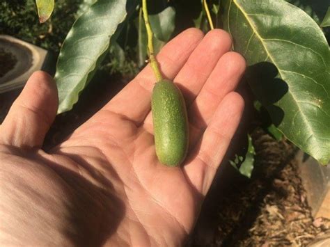 ORCHARD MANAGEMENT: TO CUKE OR NOT TO CUKE? | Just Avocados | Avocado ...