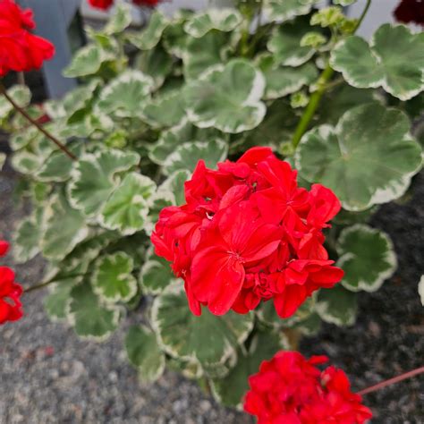 A-Wow The Plant Gal LLC