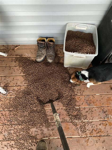 Best 50 Lb Bag Of Dog Food at Misty Orth blog