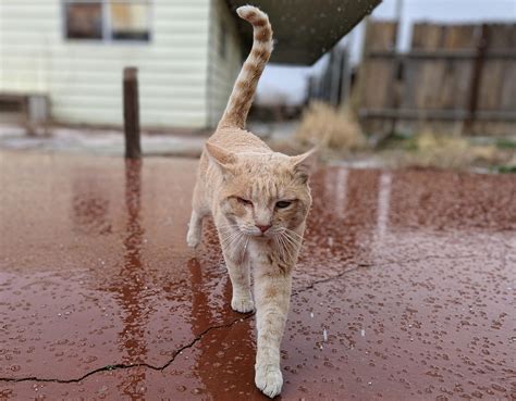My one eyed cat cries every time he wants to eat now. (more in comments