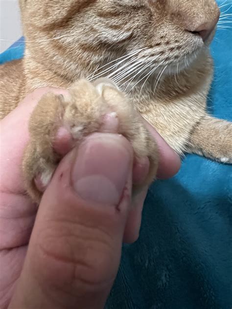 Found this little bump on my cats paw. I’ll be checking with a vet, but
