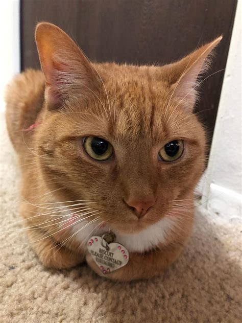 rare  orange tabby female cats  natalie murray blog