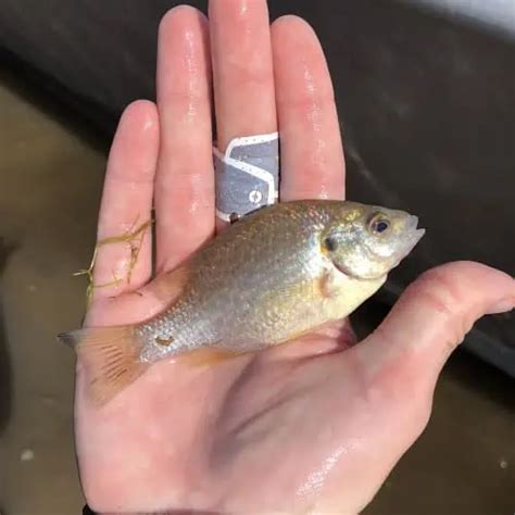 Freshwater Fish Species in Georgia 2023 (ID + Pics) - Pond Informer