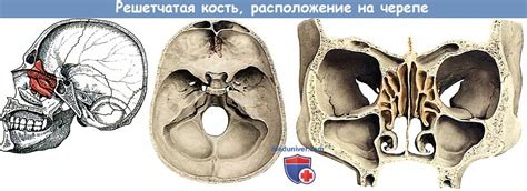 Анатомия: Решетчатая кость.