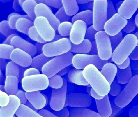 Lactobacillus plantarum at ₹ 1000/kg | Probiotic cultures for Human ...