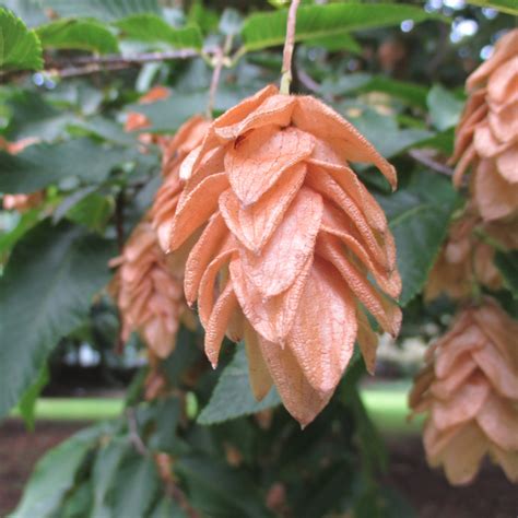 Ostrya carpinifolia in Bute Park