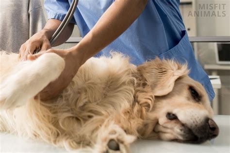 Lyme Disease In Dogs: Is It Dangerous? What You Need To Know