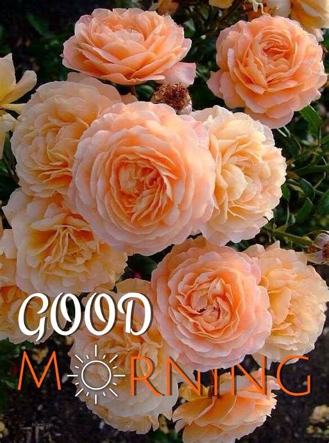 good morning flower pictures wallpaperscom