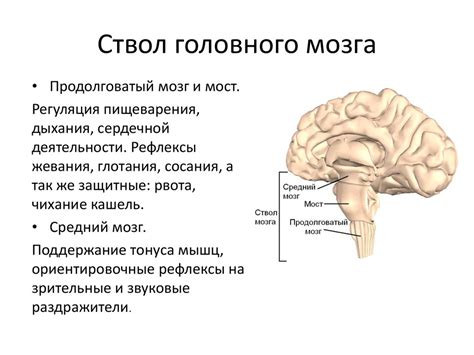 Нервная система человека - презентация онлайн