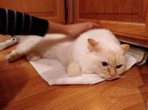 Reddit, Meet MiMi : aww 