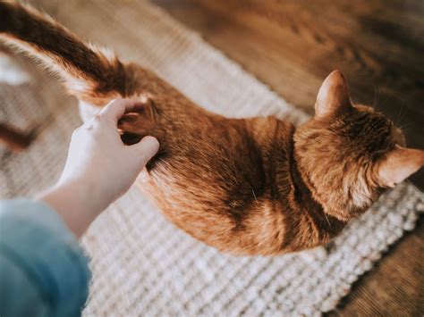 guide to cat limping without vet
