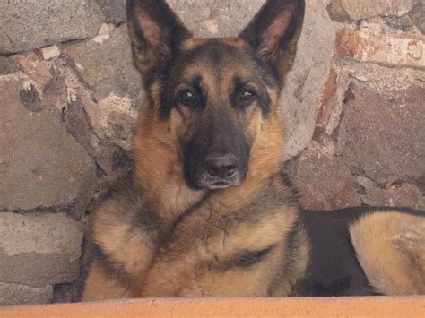Do German Shepherds Get Their Ears Cropped